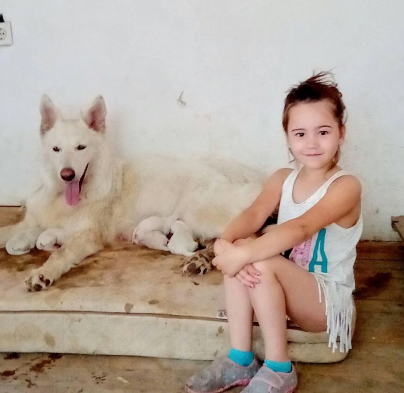 Beli švajcarski ovčar,štenci iz 4 legla